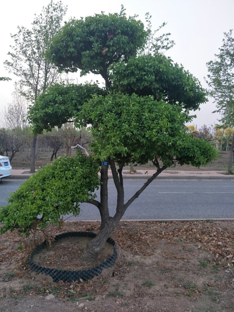 造型树