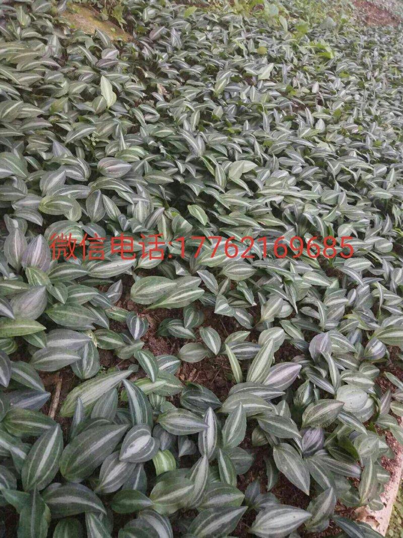 黄精果子