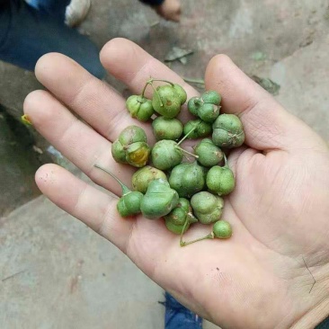 黄精果子