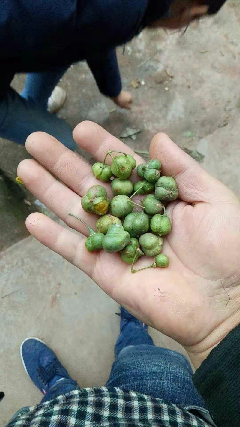 黄精果子