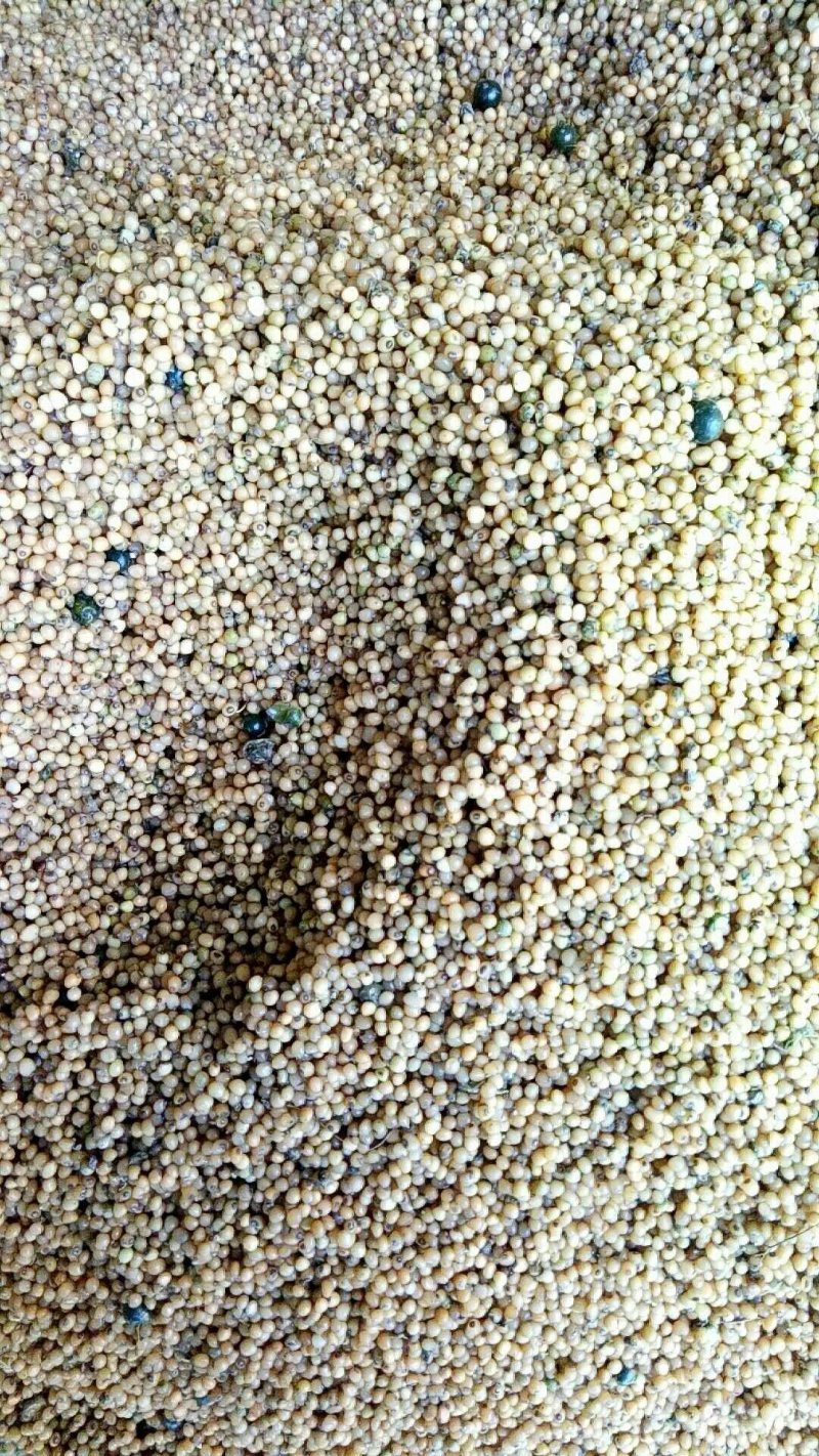 黄精果子