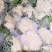 有机菜花松花散花大量供应市场超市欢迎新老客户前来采购