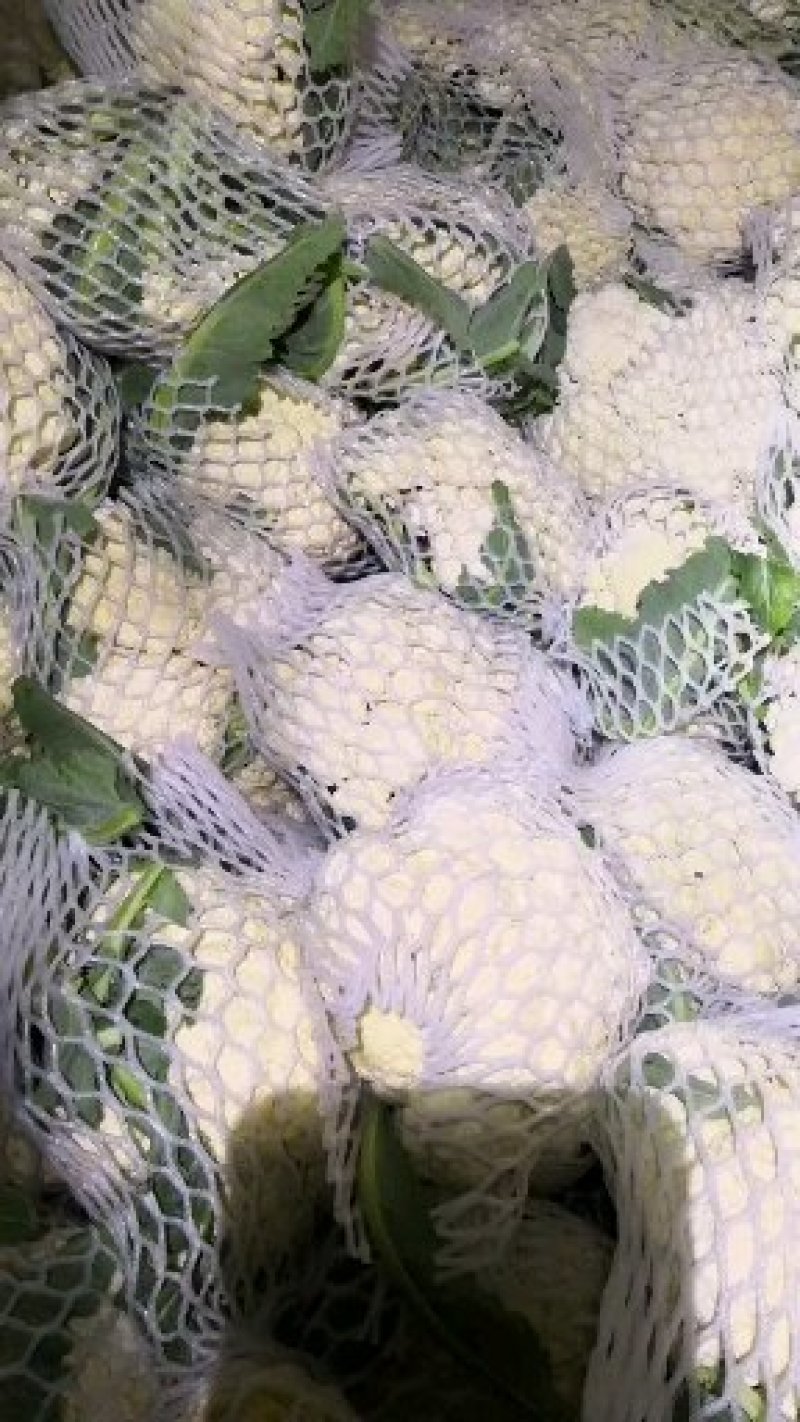 有机菜花松花散花大量供应市场超市欢迎新老客户前来采购