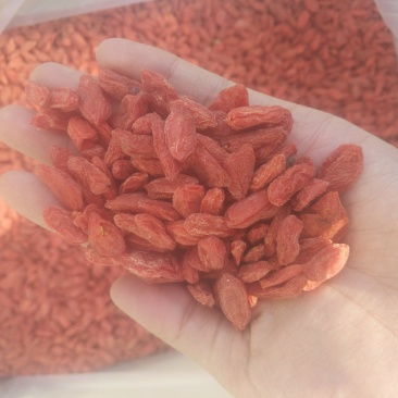 优质红枸杞