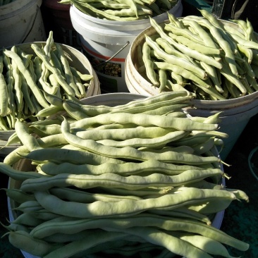 芸豆五一国庆节量大质优