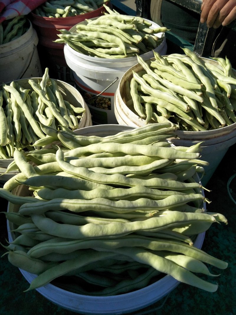 芸豆五一国庆节量大质优