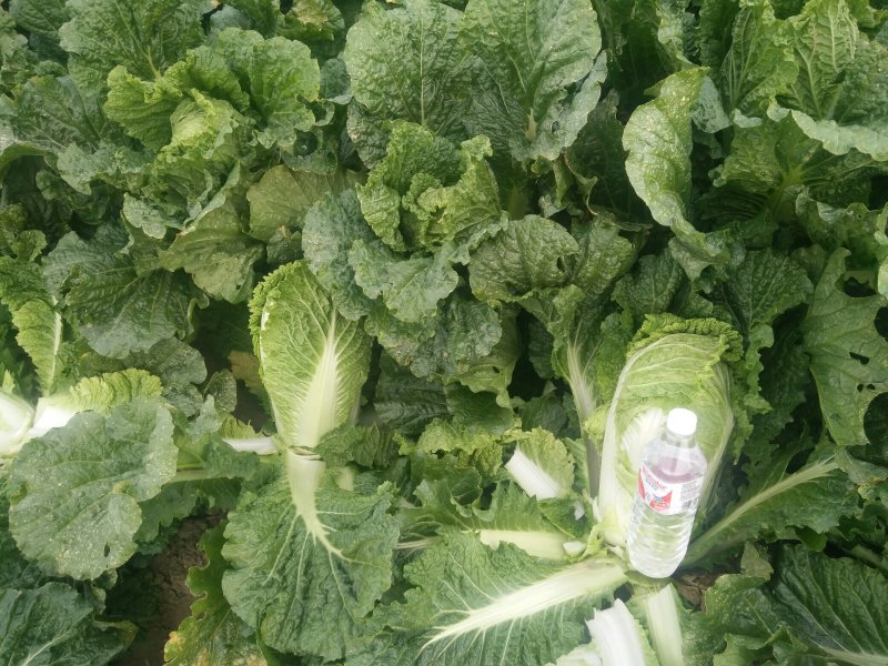 91-12包心白菜掉价了0.18有需要的联系我