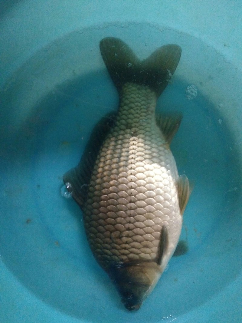 鲫鱼