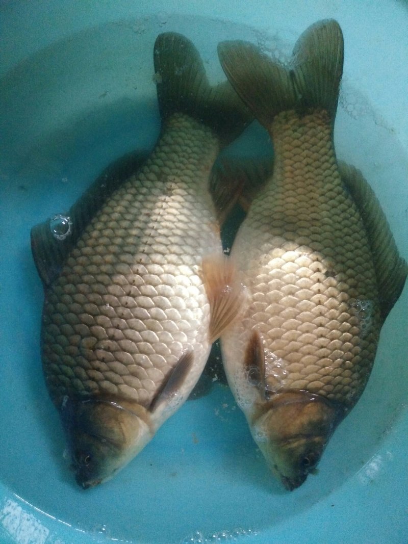 鲫鱼
