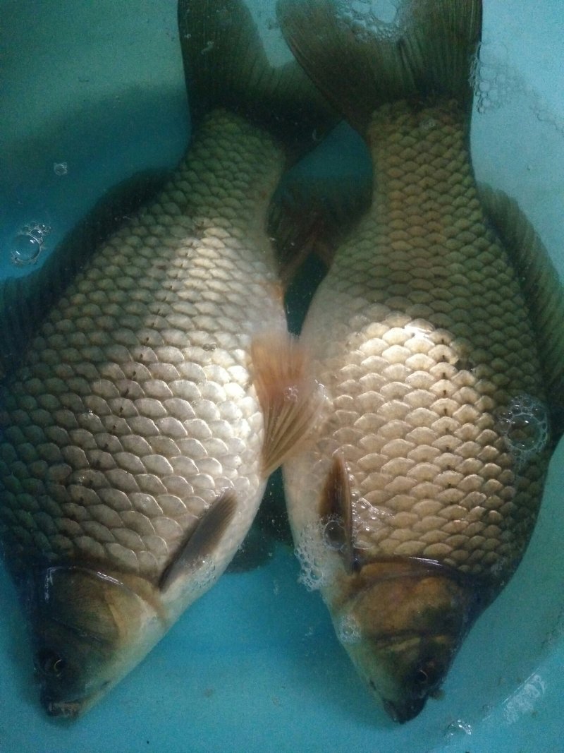 鲫鱼