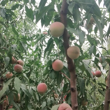 大量蜜桃山楂柿子上市