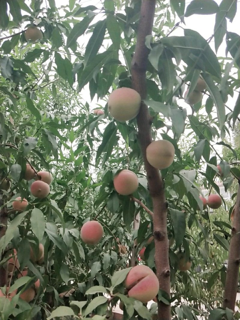 大量蜜桃山楂柿子上市