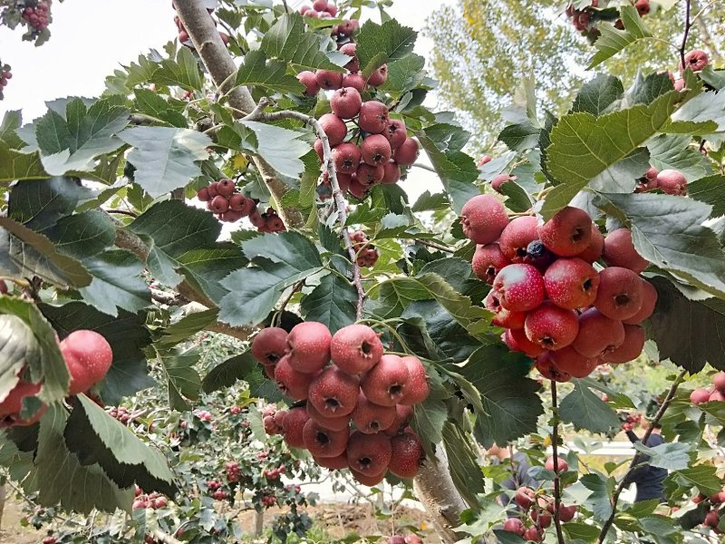 大量蜜桃山楂柿子上市