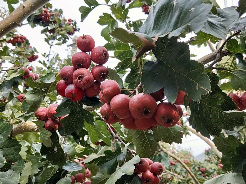 大量蜜桃山楂柿子上市