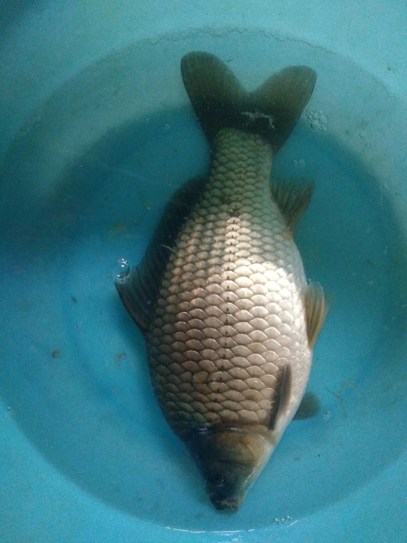 鲫鱼