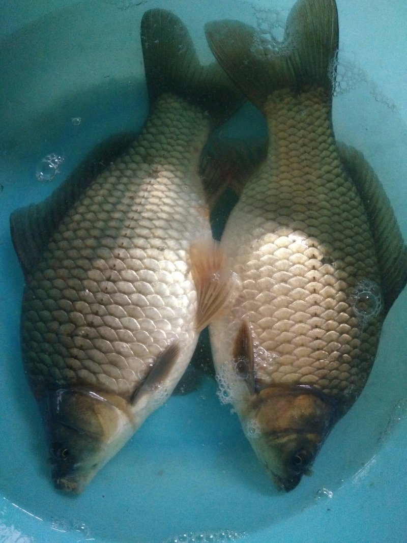 鲫鱼