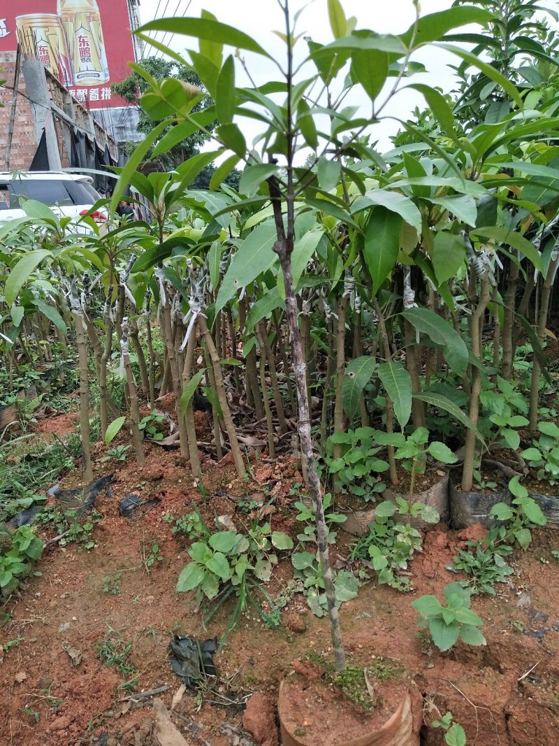 山竹苗