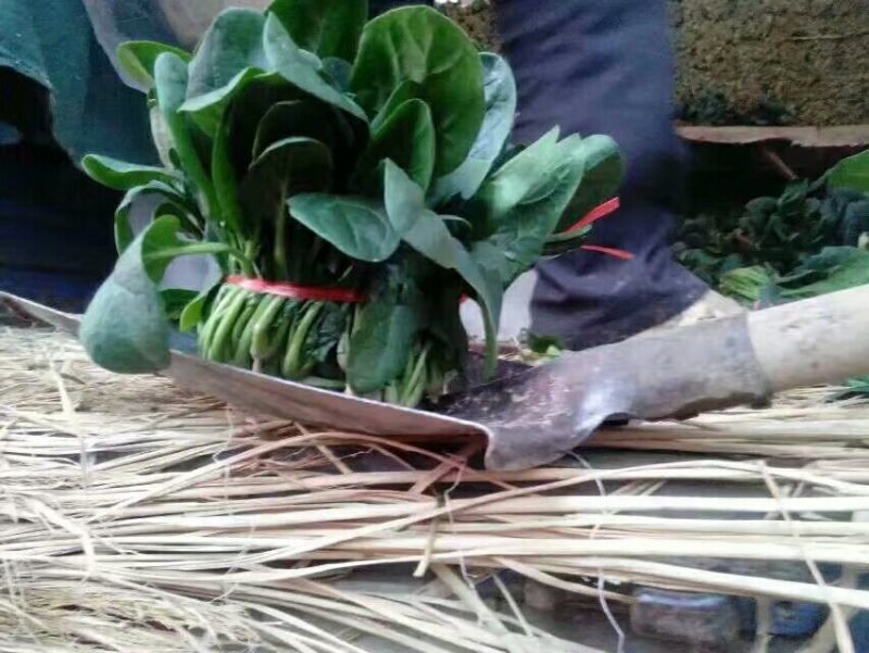 大量供应菠菜:价格便宜，好质量，货源多