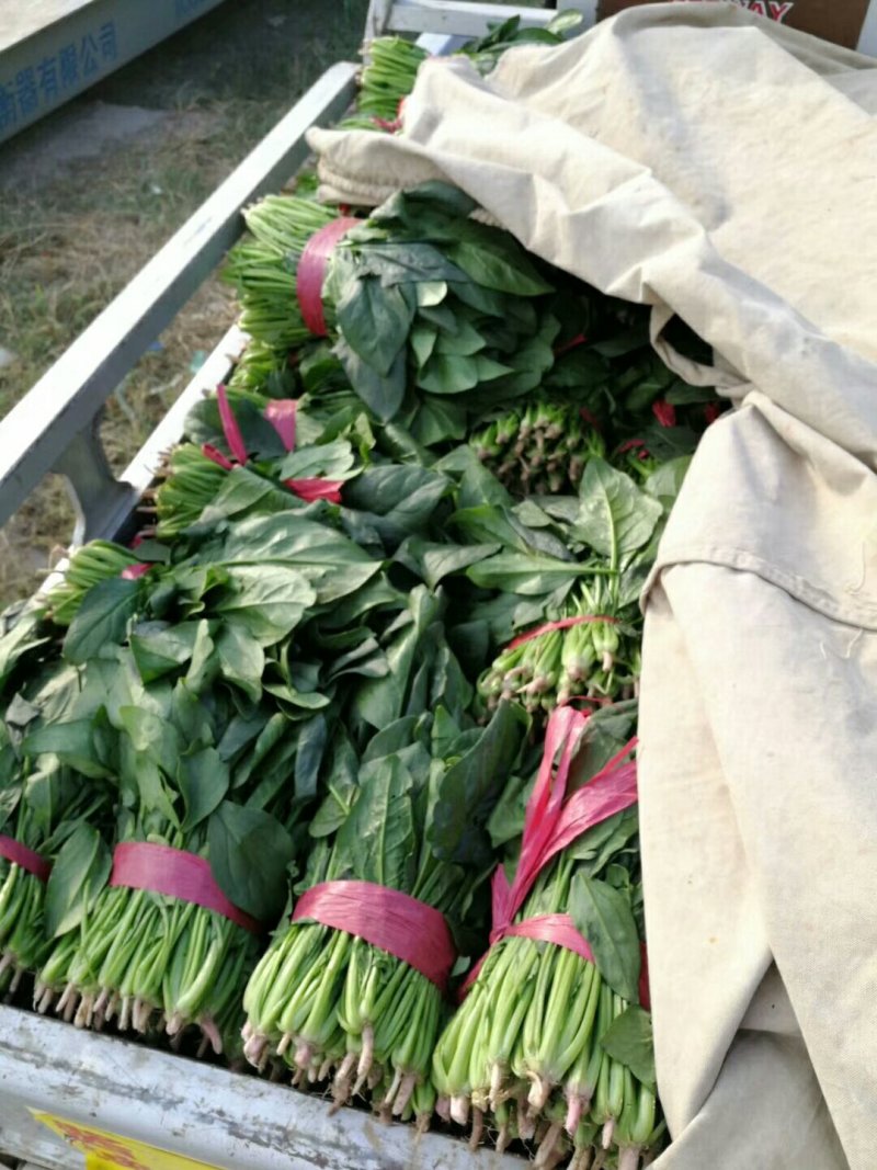 大量供应菠菜:价格便宜，好质量，货源多