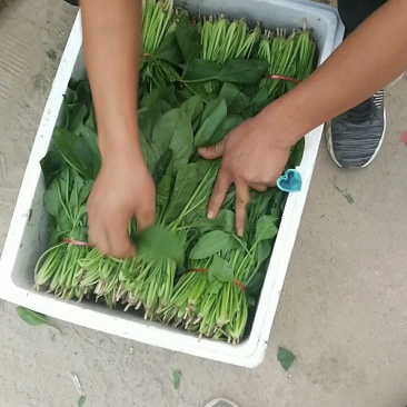 大量供应菠菜:价格便宜，好质量，货源多