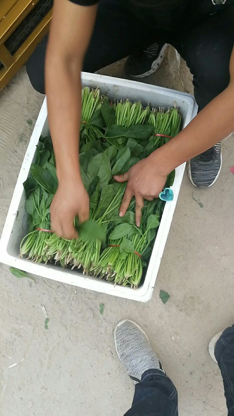 大量供应菠菜:价格便宜，好质量，货源多