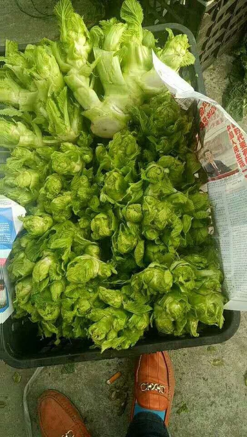 儿菜，成都儿菜，质优量大，发货速度，全国走货，产地直销
