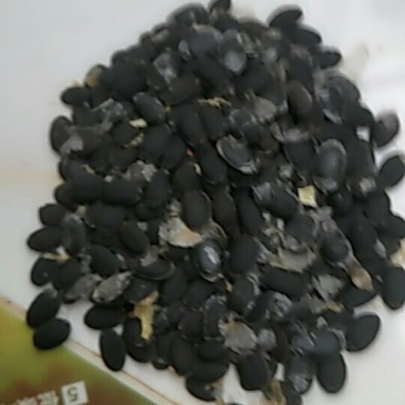 丝瓜种子