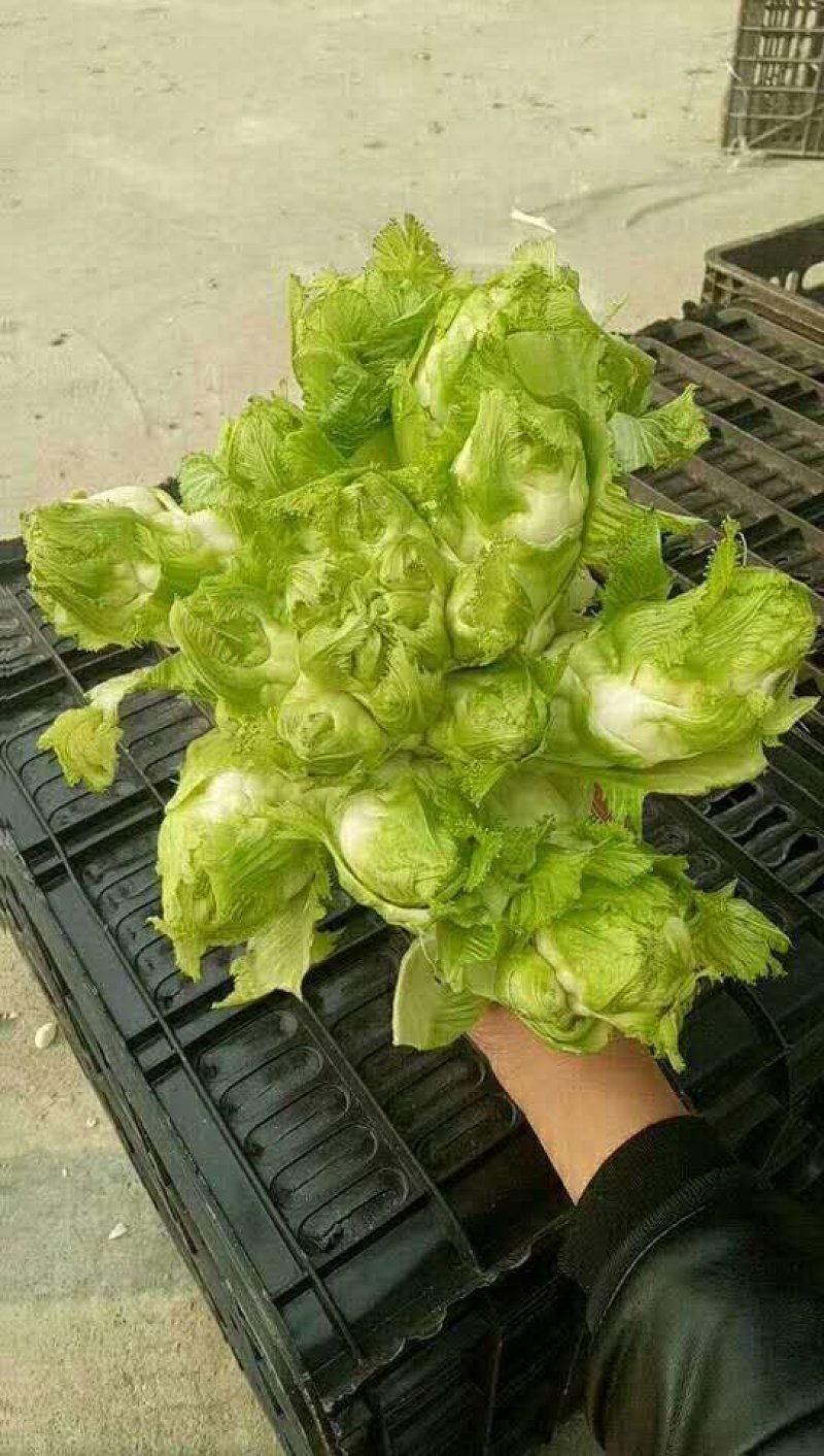 儿菜，成都儿菜，质优量大，发货速度，全国走货，产地直销