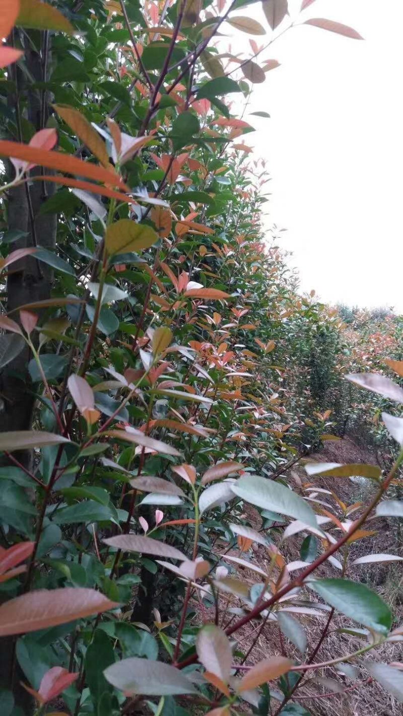 红叶石楠笼子