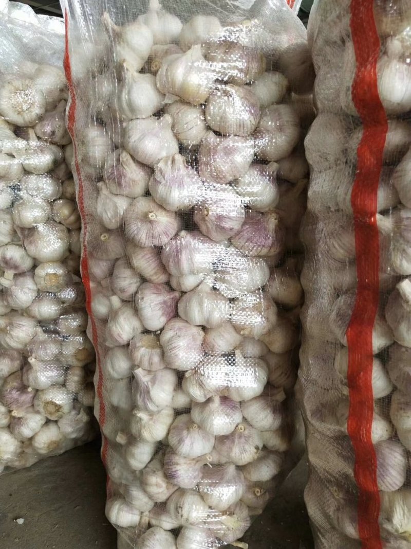 山东金乡大蒜！红皮大蒜，超市，电商，市场批发！储存，冷库