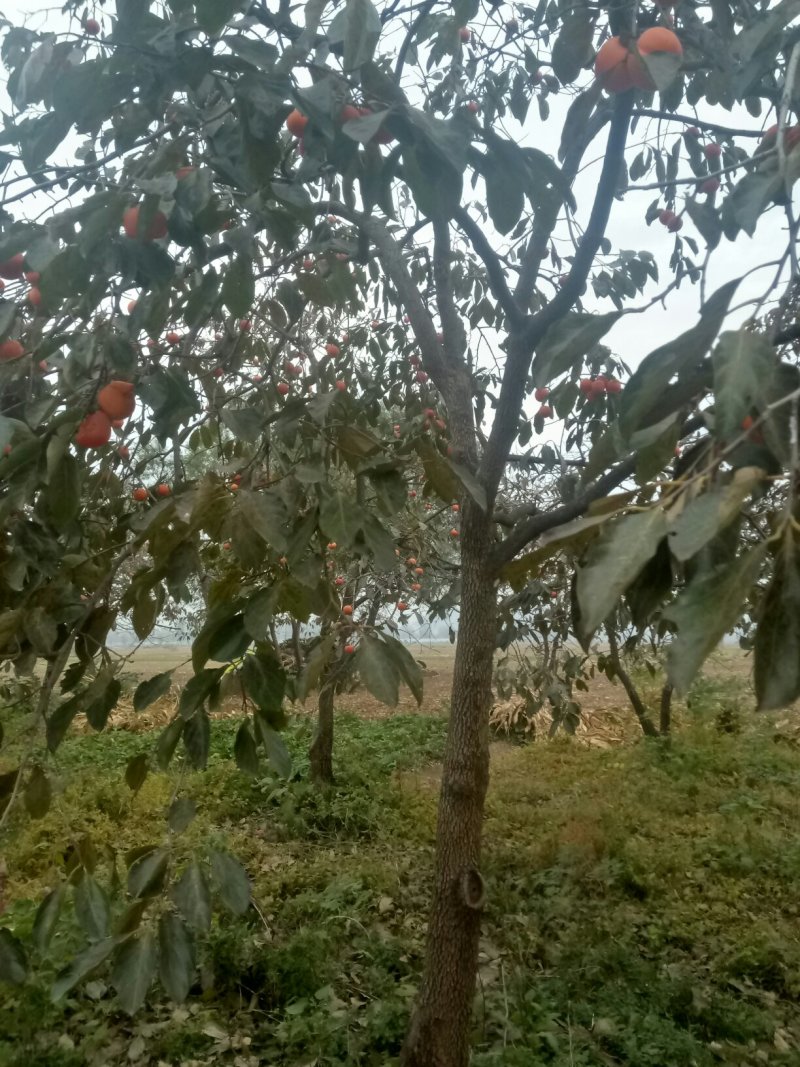成年柿子树，地径8公分以上，挂果树。迎实地考察！