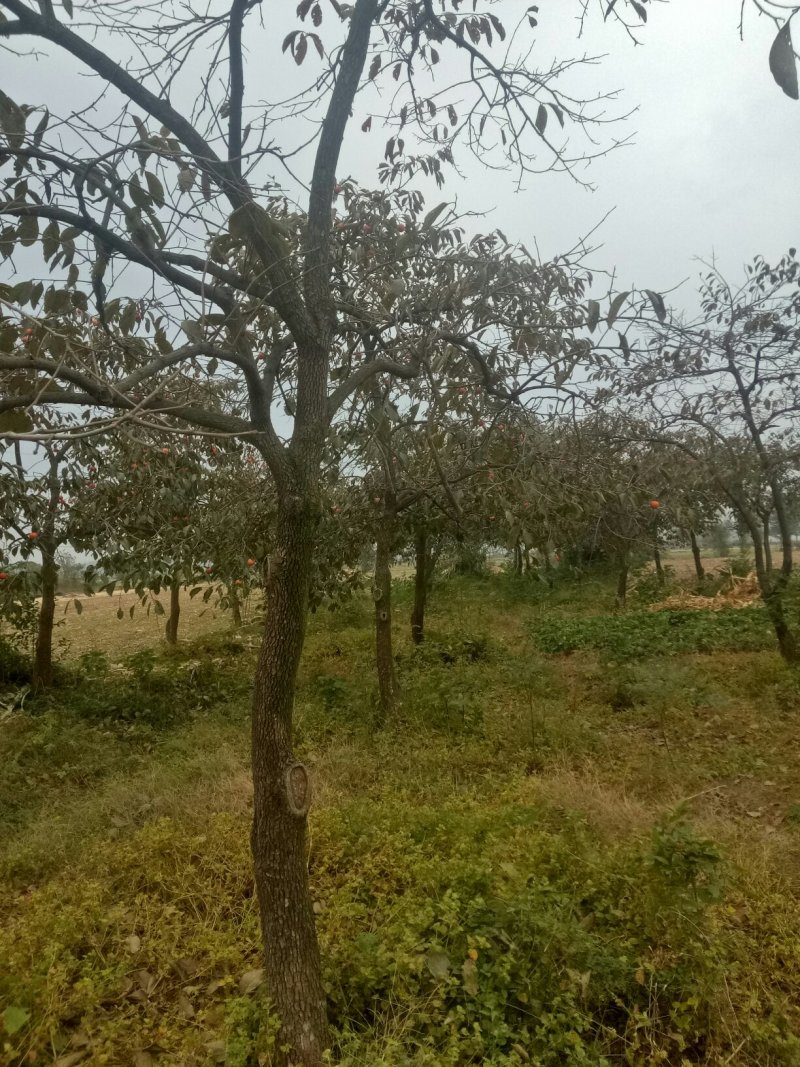 成年柿子树，地径8公分以上，挂果树。迎实地考察！