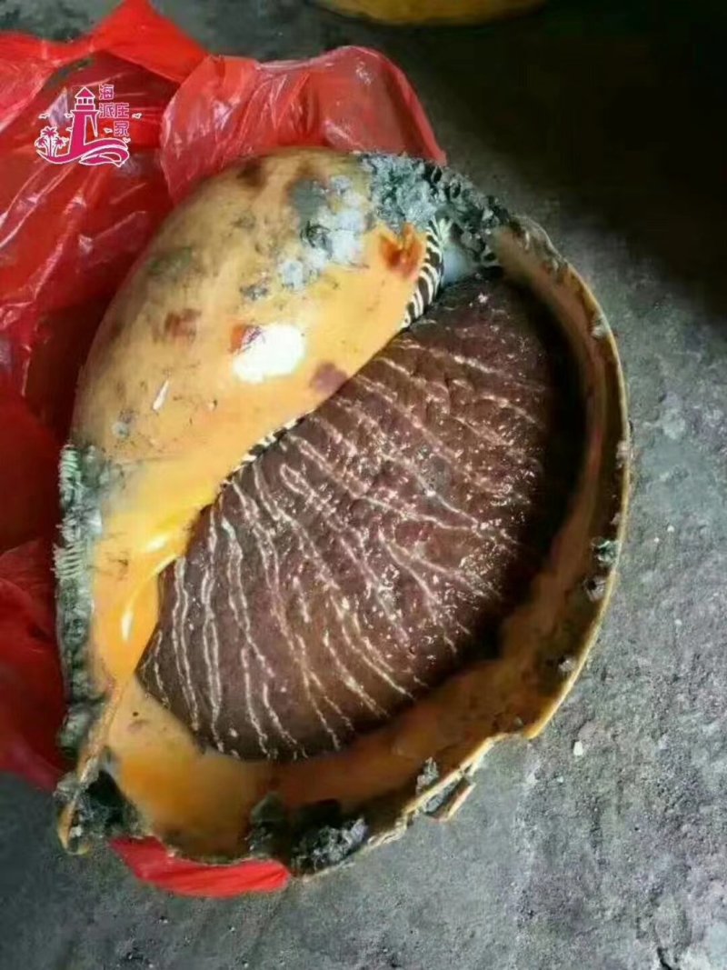 响螺片
