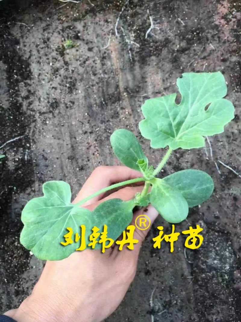 嫁接西瓜苗，甜瓜苗