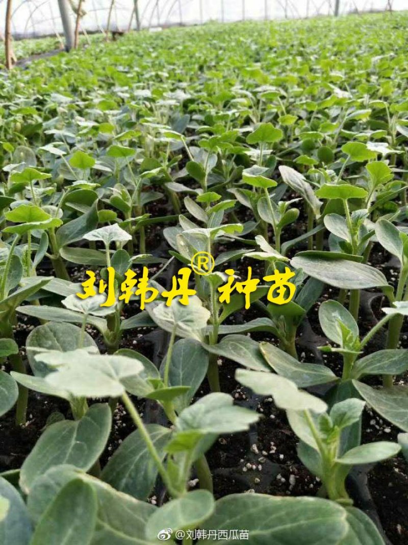 嫁接西瓜苗，甜瓜苗