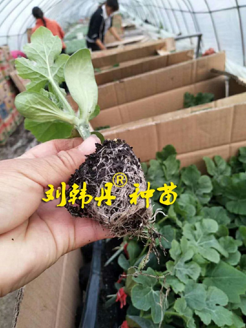 嫁接西瓜苗，甜瓜苗