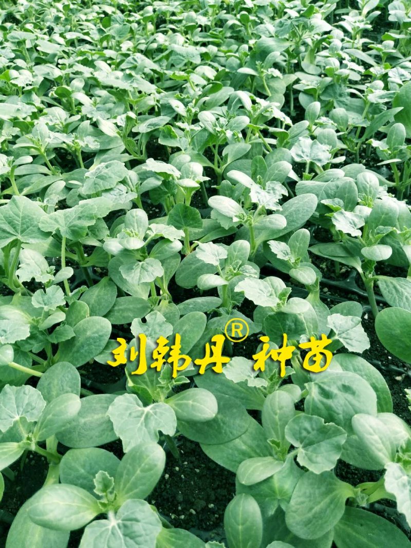 嫁接西瓜苗，甜瓜苗