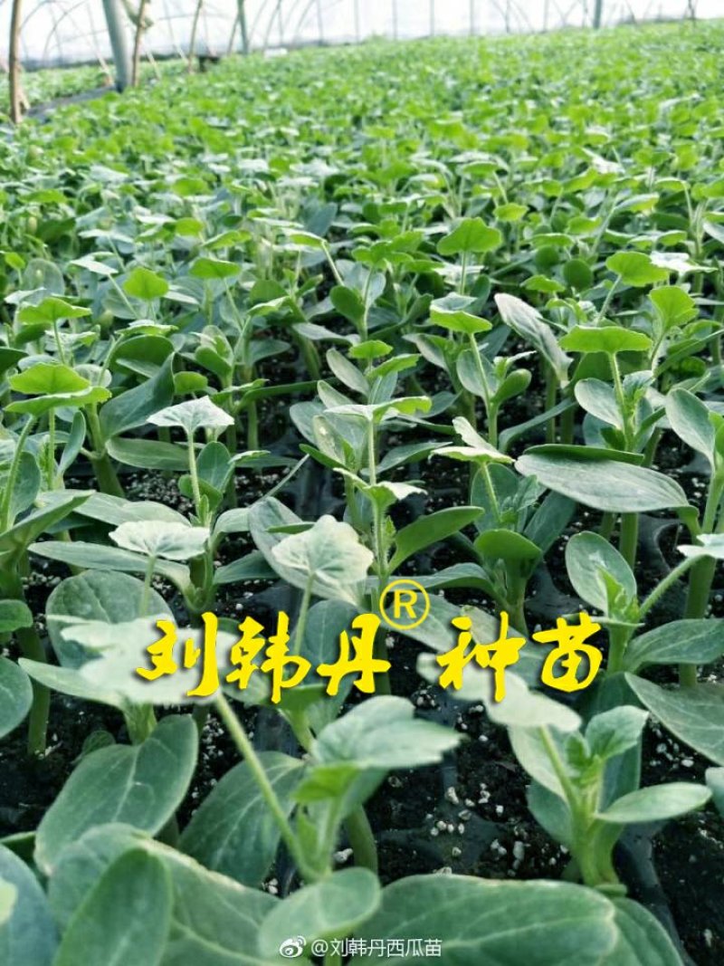 嫁接西瓜苗，甜瓜苗