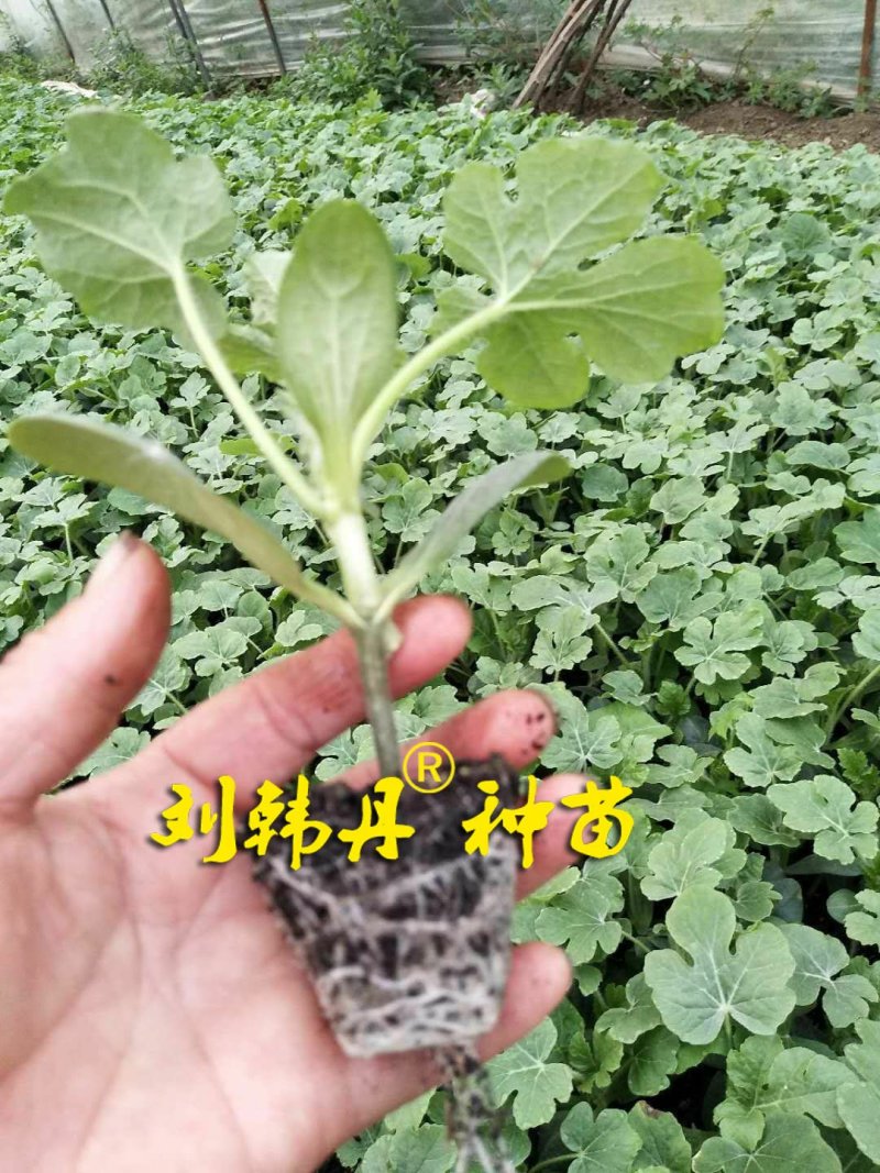 嫁接西瓜苗，甜瓜苗