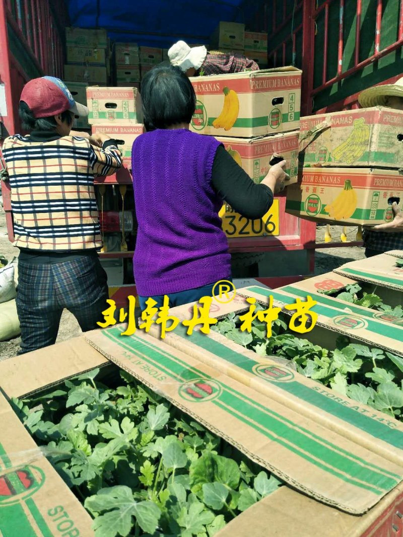 嫁接西瓜苗，甜瓜苗