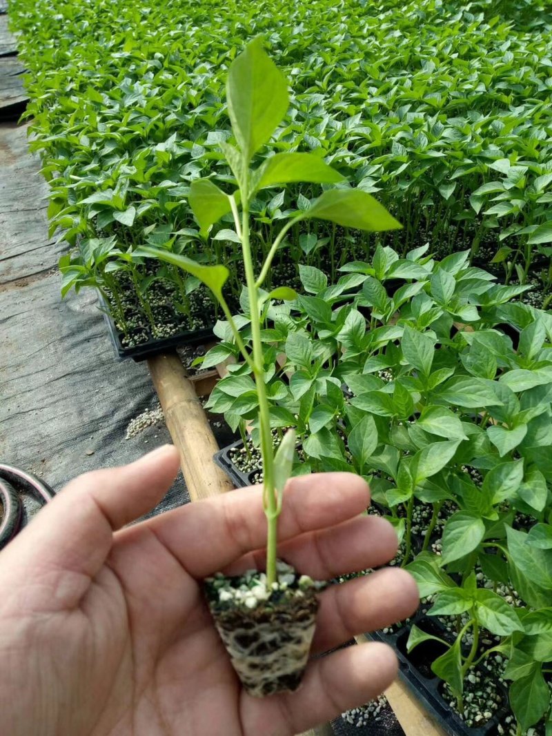 辣椒种子进口抗寒尖椒青黄皮进口抗高温高产抗病牛角羊角种子
