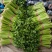 供应优质冷棚芹菜，产地值供，对接商超