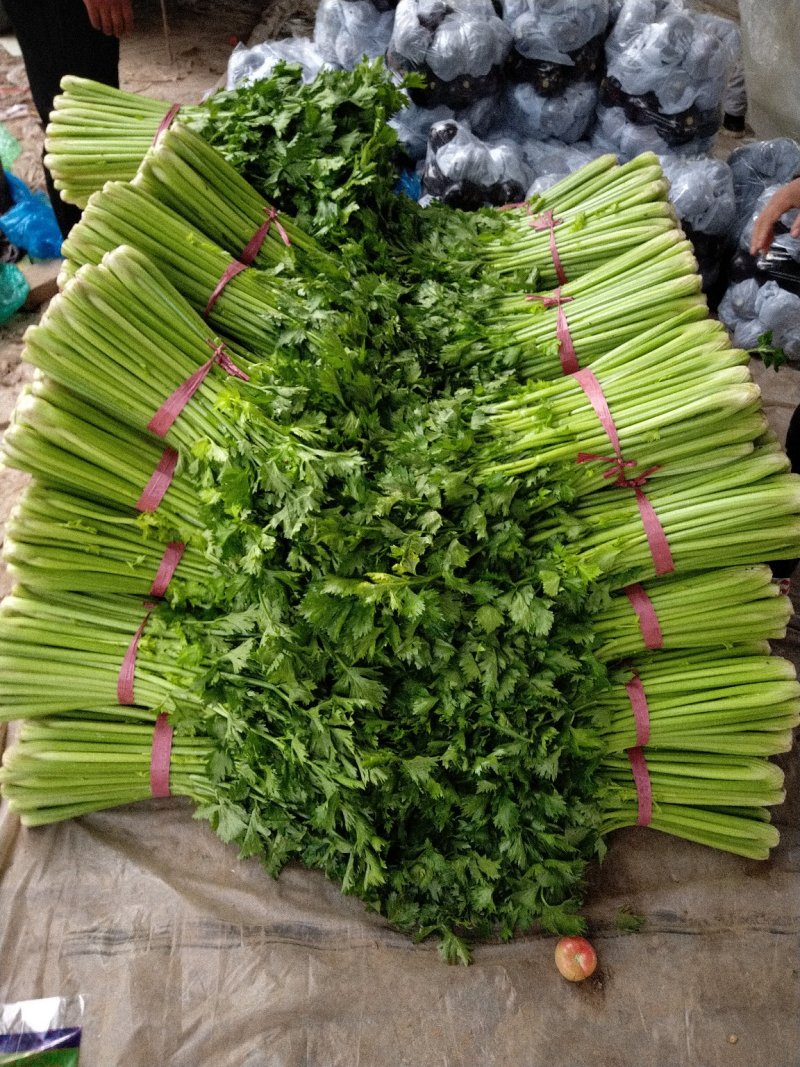 供应优质冷棚芹菜，产地值供，对接商超