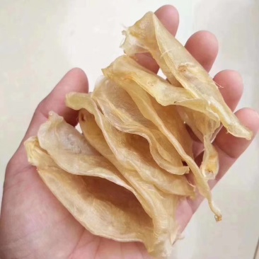 硇洲鱼胶