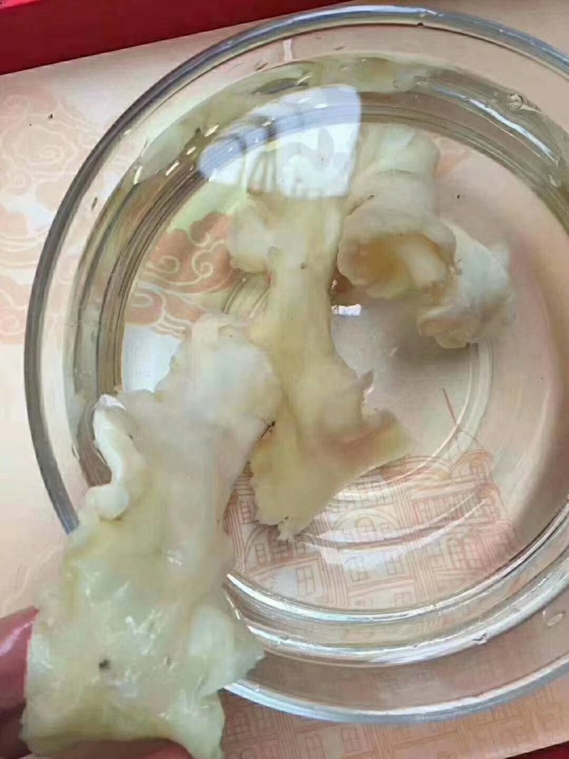 硇洲鱼胶