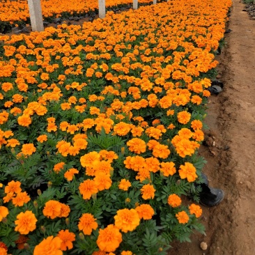 精品孔雀草山东青州草花苗木基地一手货源基地直发