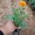 精品孔雀草山东青州草花苗木基地一手货源基地直发