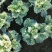 冬季抗冻草花羽衣甘蓝
