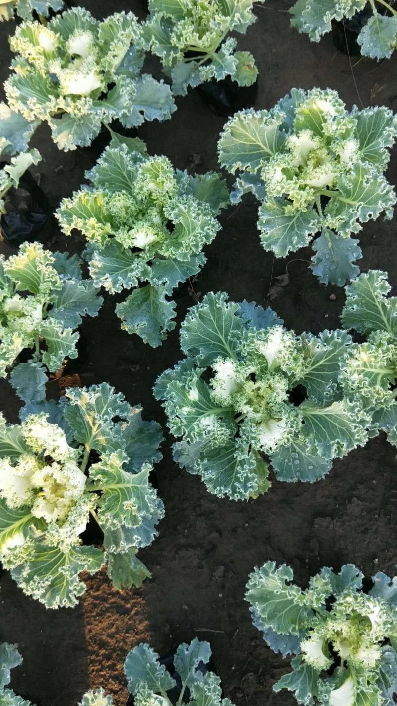 冬季抗冻草花羽衣甘蓝