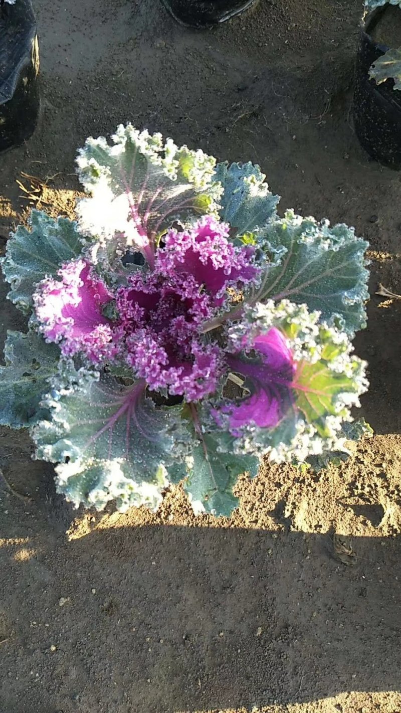 冬季抗冻草花羽衣甘蓝